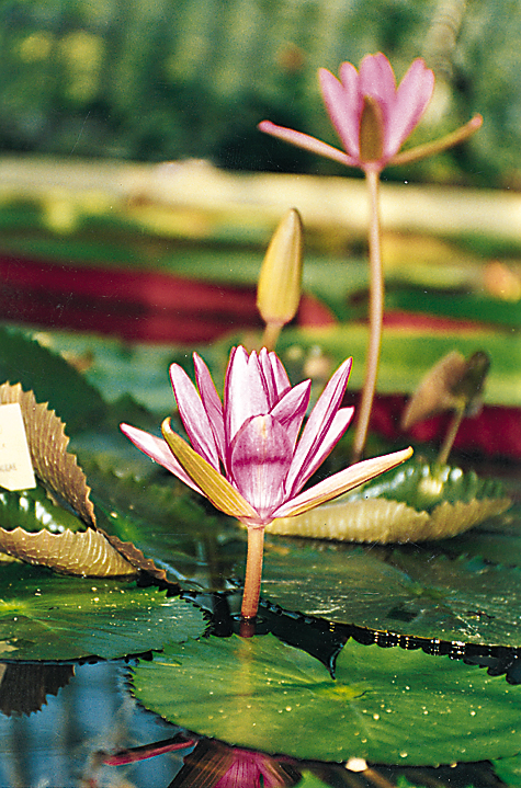 water-lily