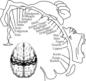 Homunculus und Gehirn